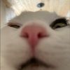 fashioncat2004